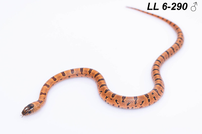 hadi na prodej, mládě, český chov hadů, odchov hadů, mojihadi.cz, lampropeltis mexicana thayeri, Mexican Kingsnake, korálovka mexická, Lampropeltis leonis, Thayer's Kingsnake, Variable Kingsnake, orange,